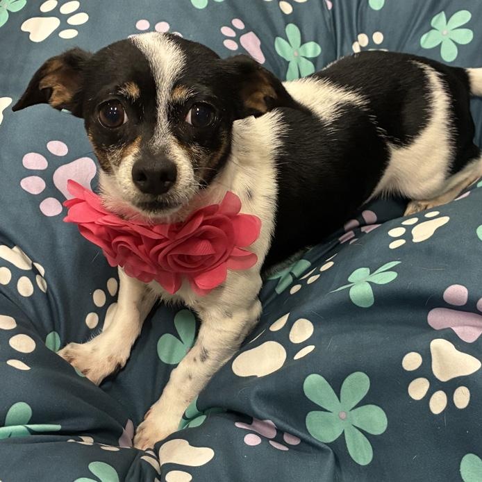 Ellie Mae, a Adoptable mixed breed in Oklahoma City, OK image 4/6