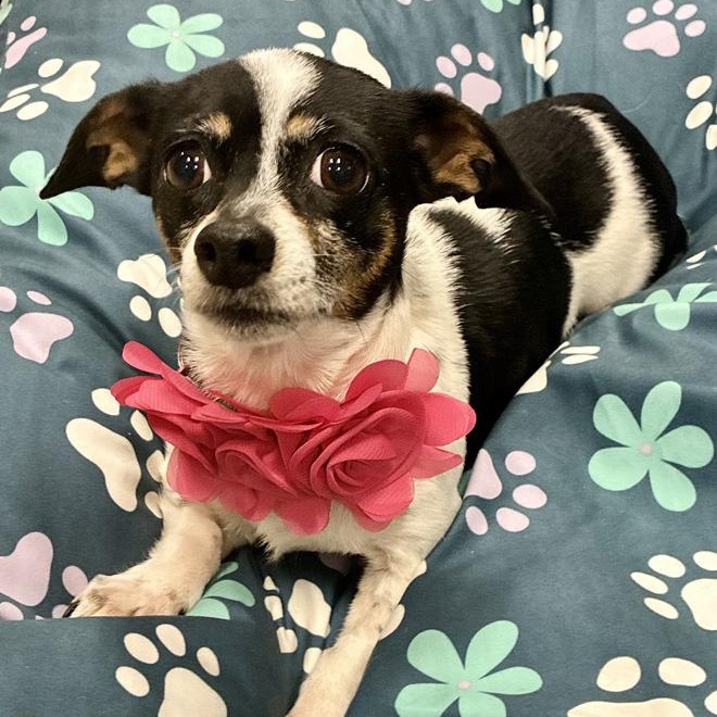 Ellie Mae, a Adoptable mixed breed in Oklahoma City, OK image 5/6