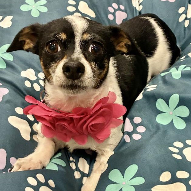 Ellie Mae, a Adoptable mixed breed in Oklahoma City, OK image 2/6