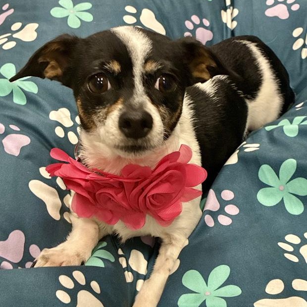 Ellie Mae, a Adoptable mixed breed in Oklahoma City, OK image 1/6