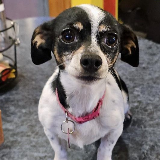 Ellie Mae, a Adoptable mixed breed in Oklahoma City, OK image 6/6