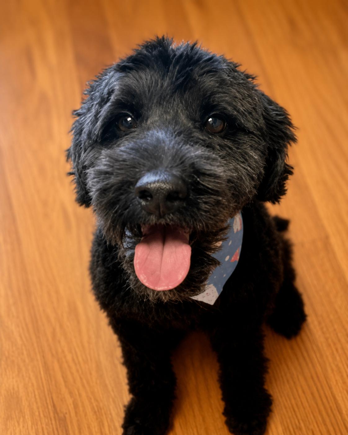 Enlarge Ace, a Adoptable Goldendoodle in Chickamauga, GA image 2/6