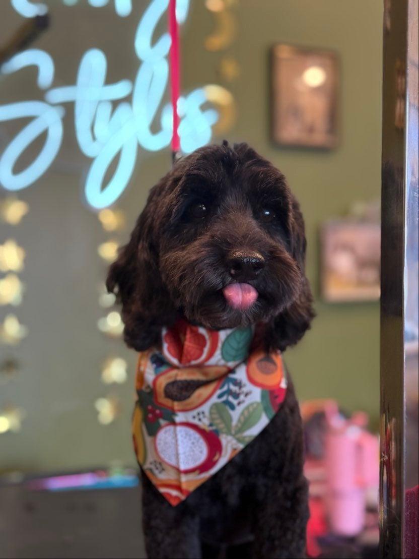 Ace, Adoptable, Senior Male Goldendoodle.