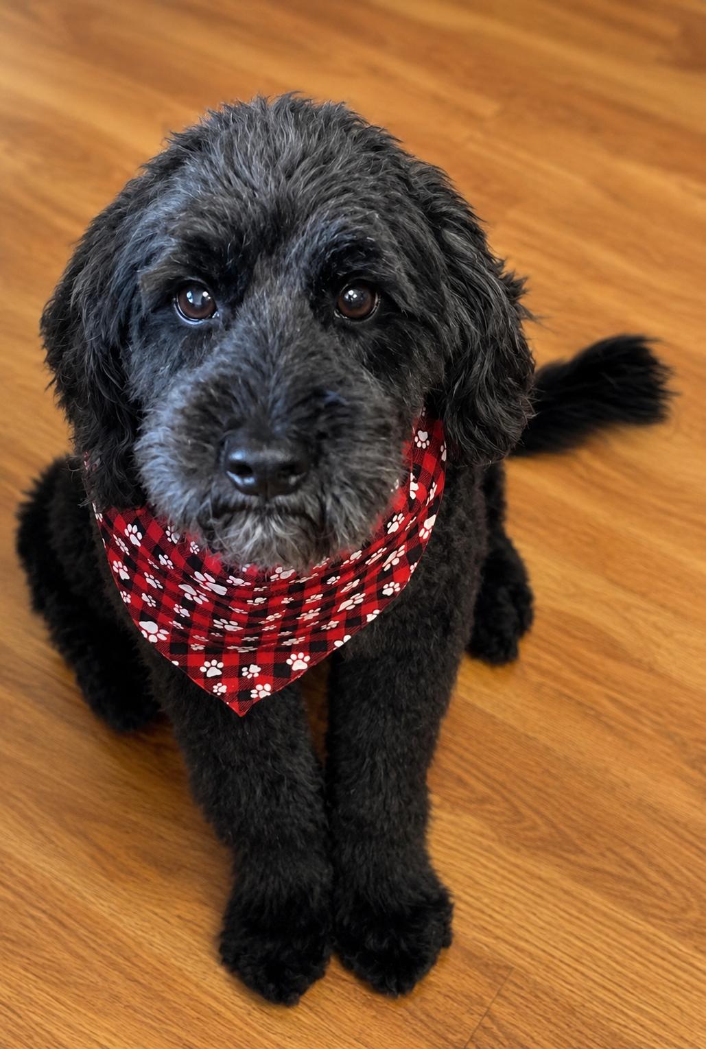 Enlarge Ace, a Adoptable Goldendoodle in Chickamauga, GA image 4/6