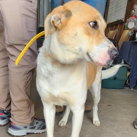 NOVA, ADOPTABLE, Young Male Husky & Yellow Labrador Retriever.