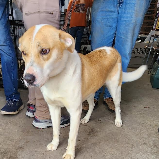 NOVA, a ADOPTABLE mixed breed in Chicopee, MA image 3/5