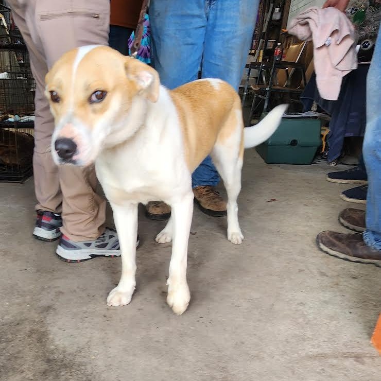 NOVA, a ADOPTABLE mixed breed in Chicopee, MA image 2/5