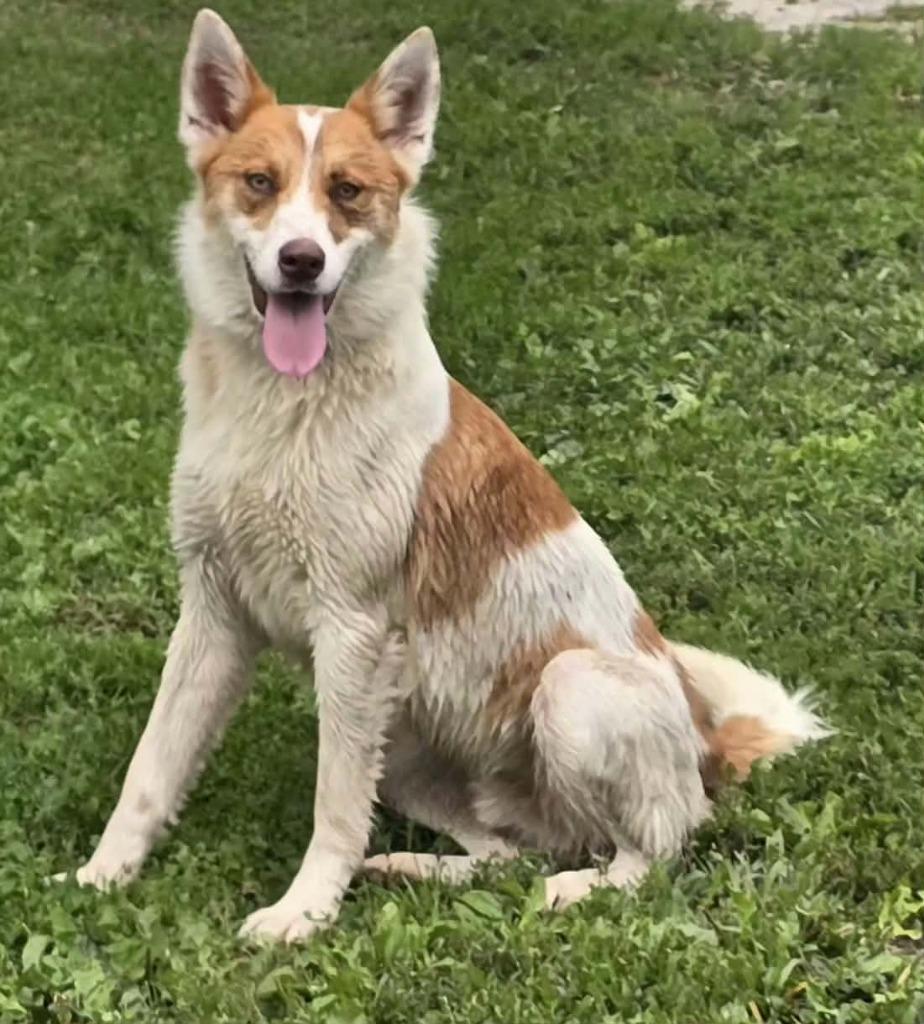 Jasper, Adoptable, Young Male Border Collie & Australian Shepherd.