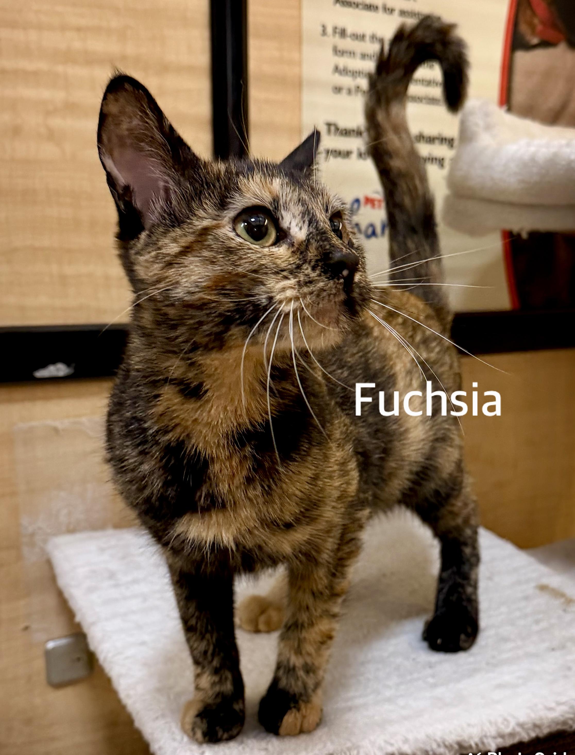 Fuchsia, adopted, Kitten Female Domestic Short Hair.