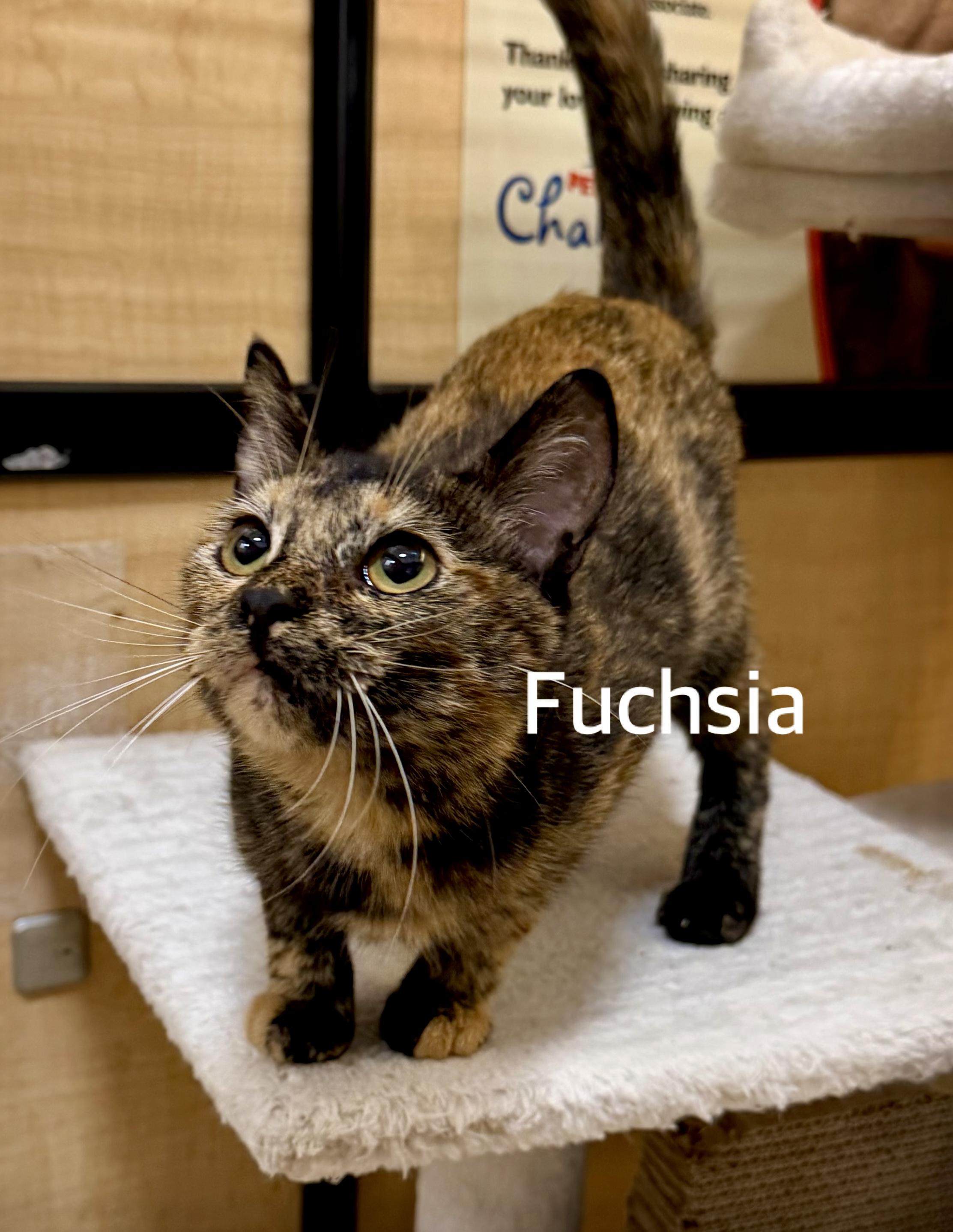 Enlarge Fuchsia, an adopted Domestic Short Hair in Owasso, OK image 2/2