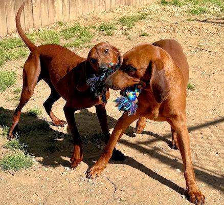 Golden (TN), adopted, Young Male Redbone Coonhound.