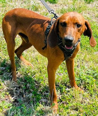 Golden (TN), an adopted Redbone Coonhound in Knoxville, TN image 4/5