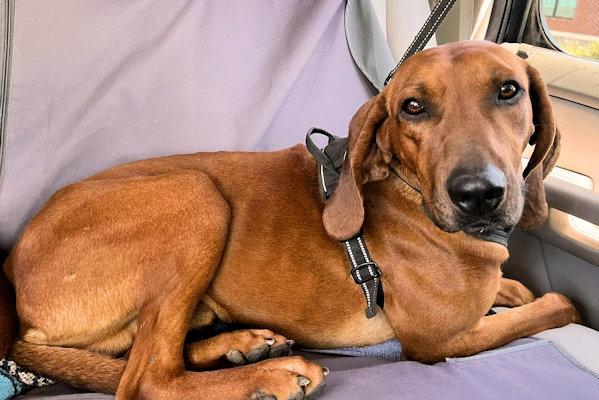 Golden (TN), an adopted Redbone Coonhound in Knoxville, TN image 5/5