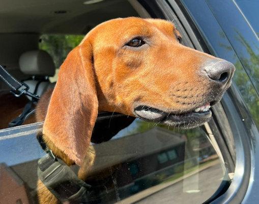 Golden (TN), an adopted Redbone Coonhound in Knoxville, TN image 3/5