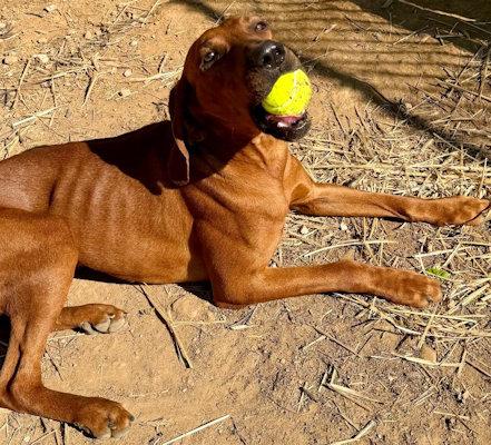 Golden (TN), an adopted Redbone Coonhound in Knoxville, TN image 2/5