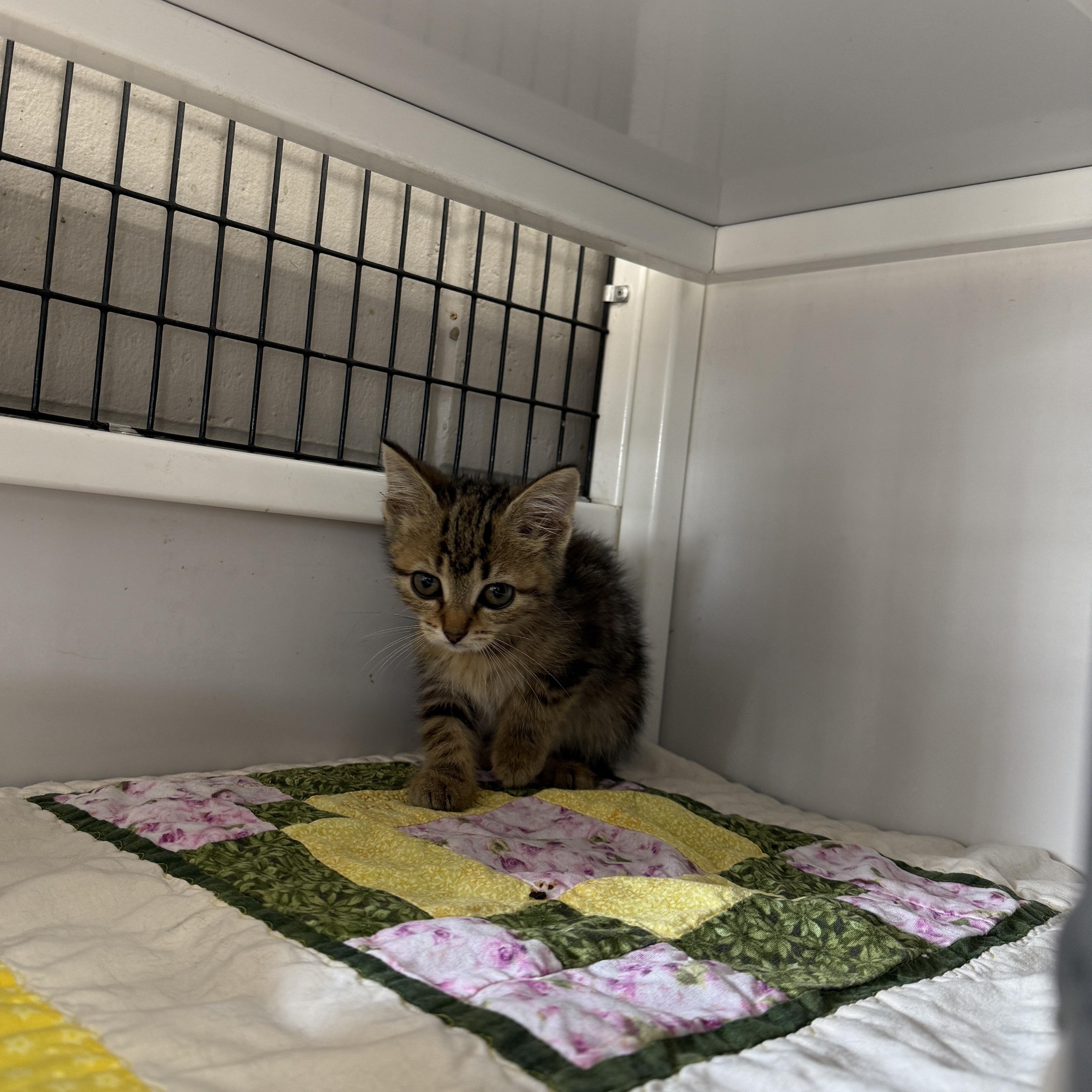 Enlarge Red Pepper, a Adoptable Domestic Short Hair in Oconto, WI image 2/3