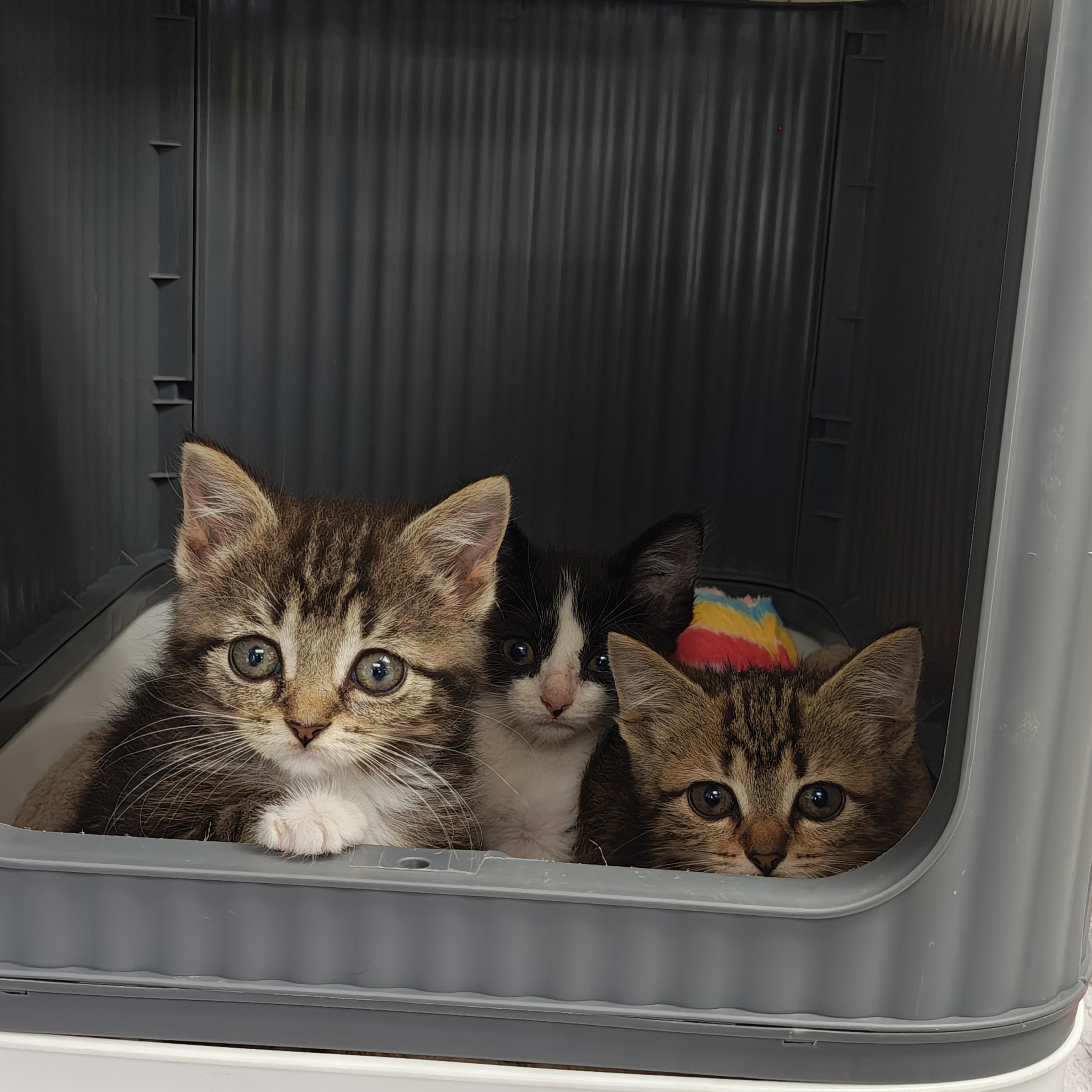 Red Pepper, Adoptable, Kitten Female Domestic Short Hair.