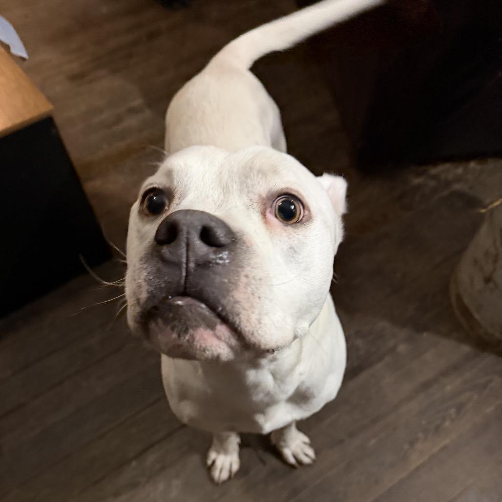 Codes, Adoptable, Adult Male Boxer.