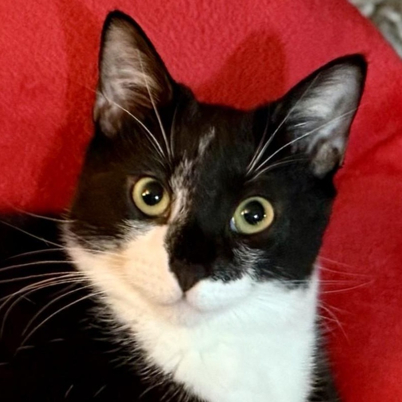 Mabel, a Adoptable Domestic Short Hair in Redding, CA image 1/4