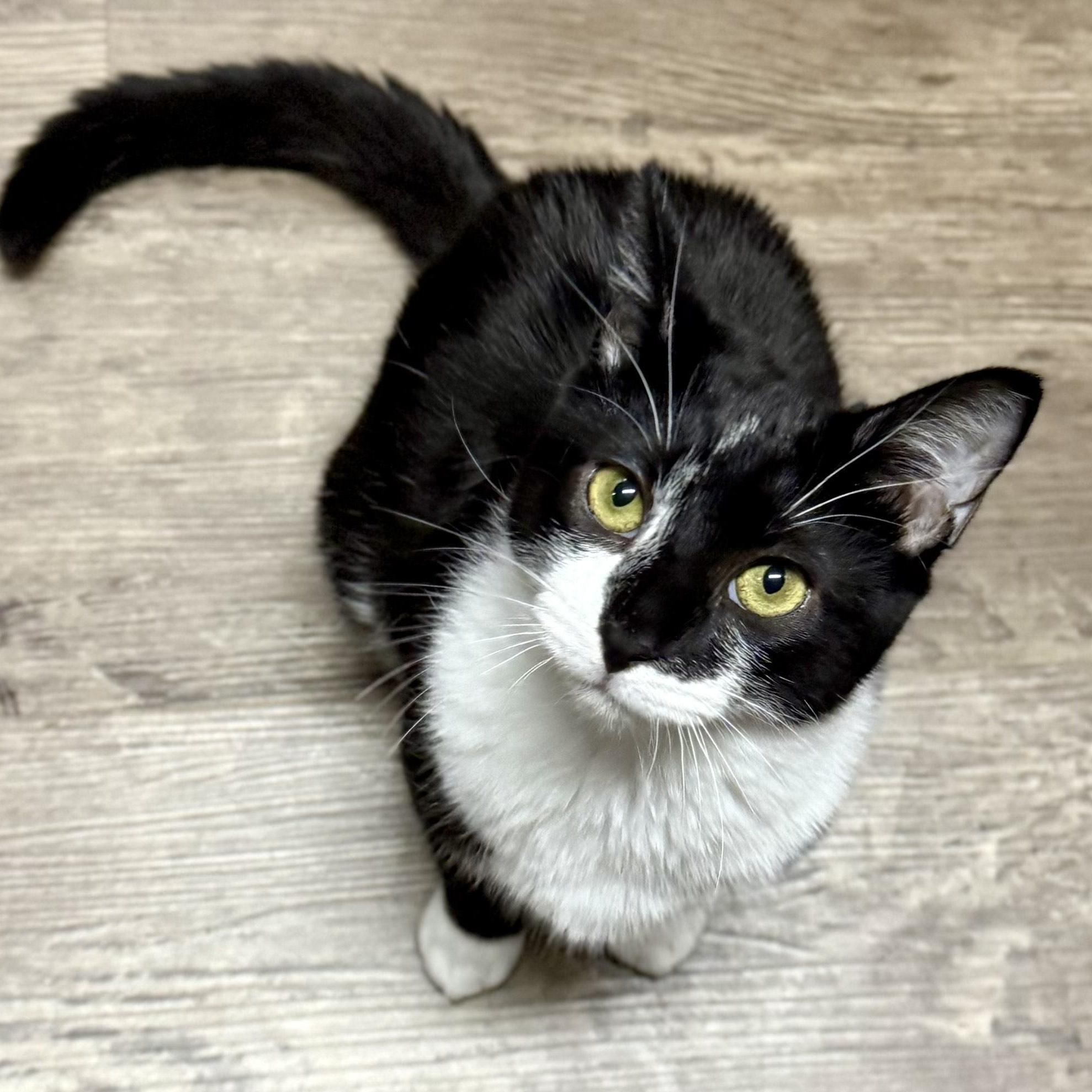 Mabel, a Adoptable Domestic Short Hair in Redding, CA image 4/4