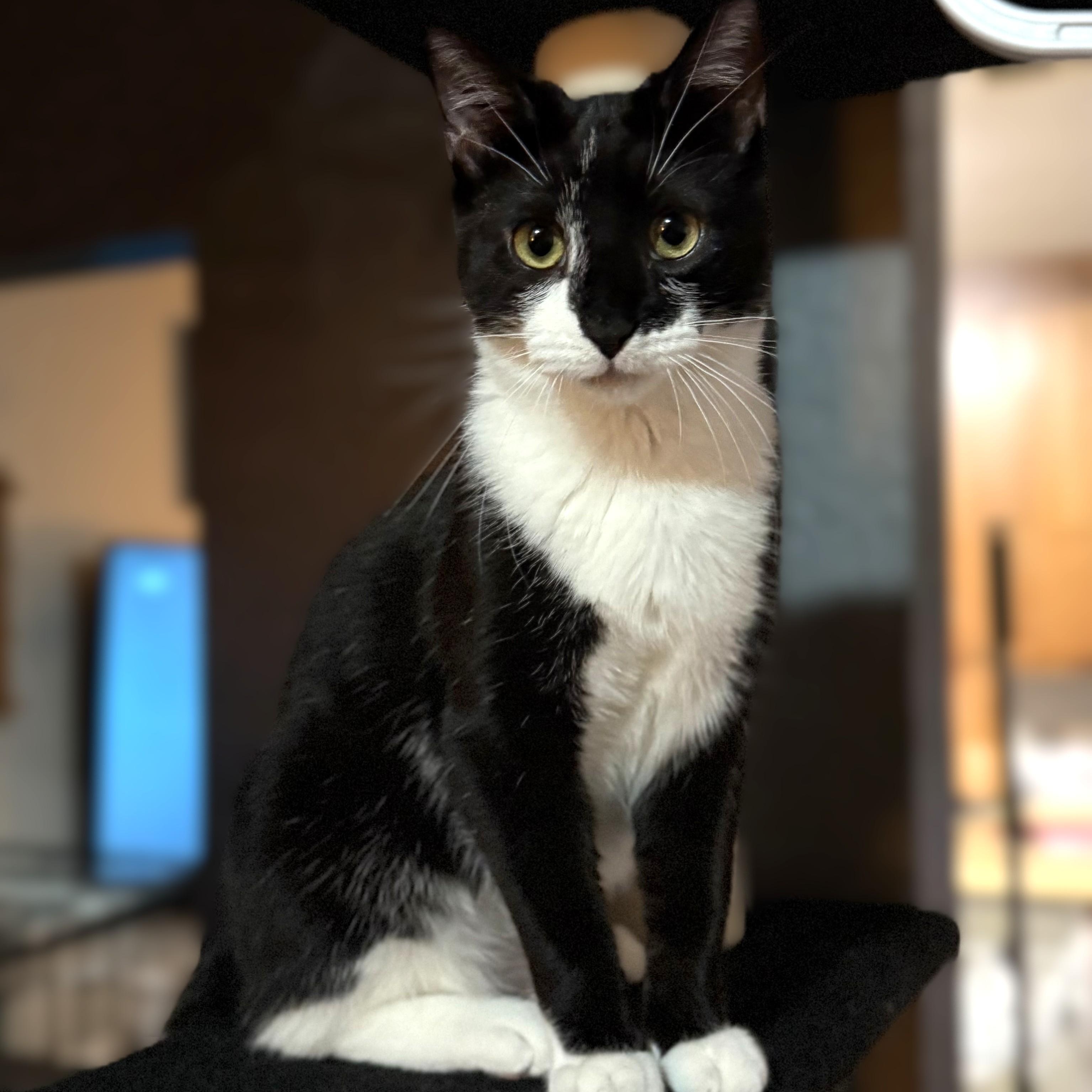 Mabel, a Adoptable Domestic Short Hair in Redding, CA image 2/4