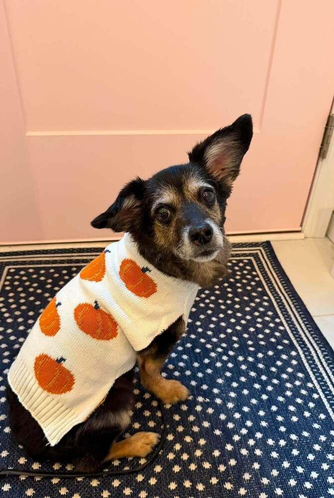Cantaloupe, Adoptable, Adult Female Mixed Breed.