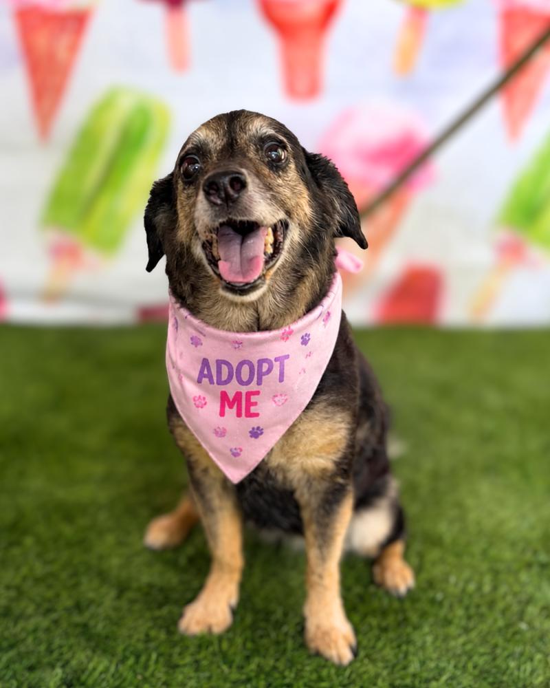 Enlarge Cantaloupe, a Adoptable mixed breed in Wayne, NJ image 2/2