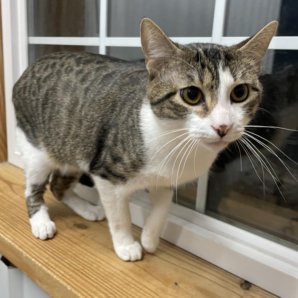 Elvis, Adoptable, Adult Male Domestic Short Hair.