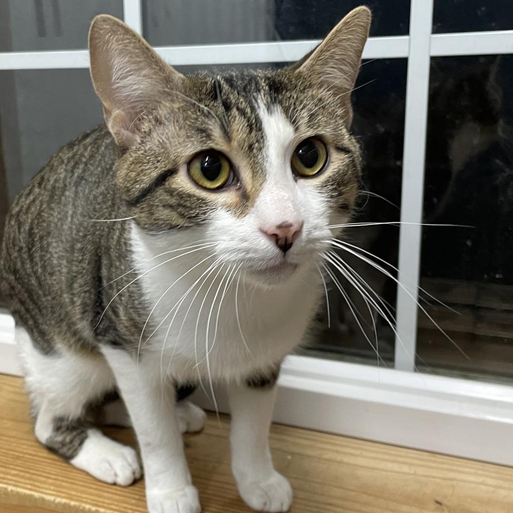 Elvis, a Adoptable Domestic Short Hair in Lucedale, MS image 2/3