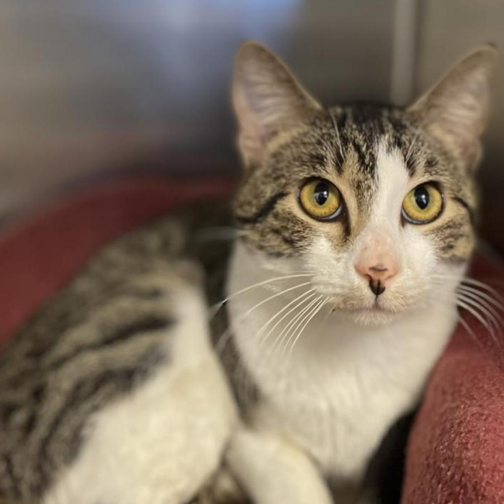 Elvis, a Adoptable Domestic Short Hair in Lucedale, MS image 3/3