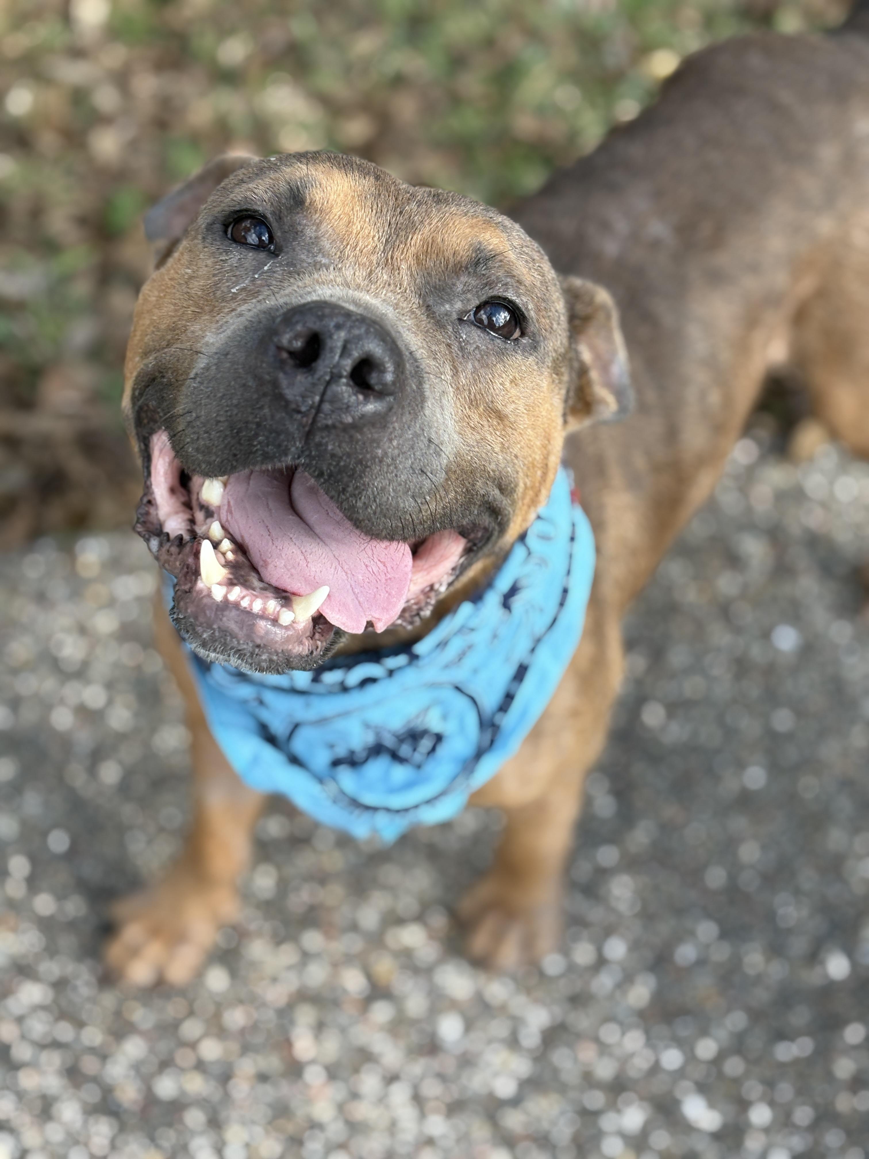 Alfie, adopted, Adult Male American Staffordshire Terrier.