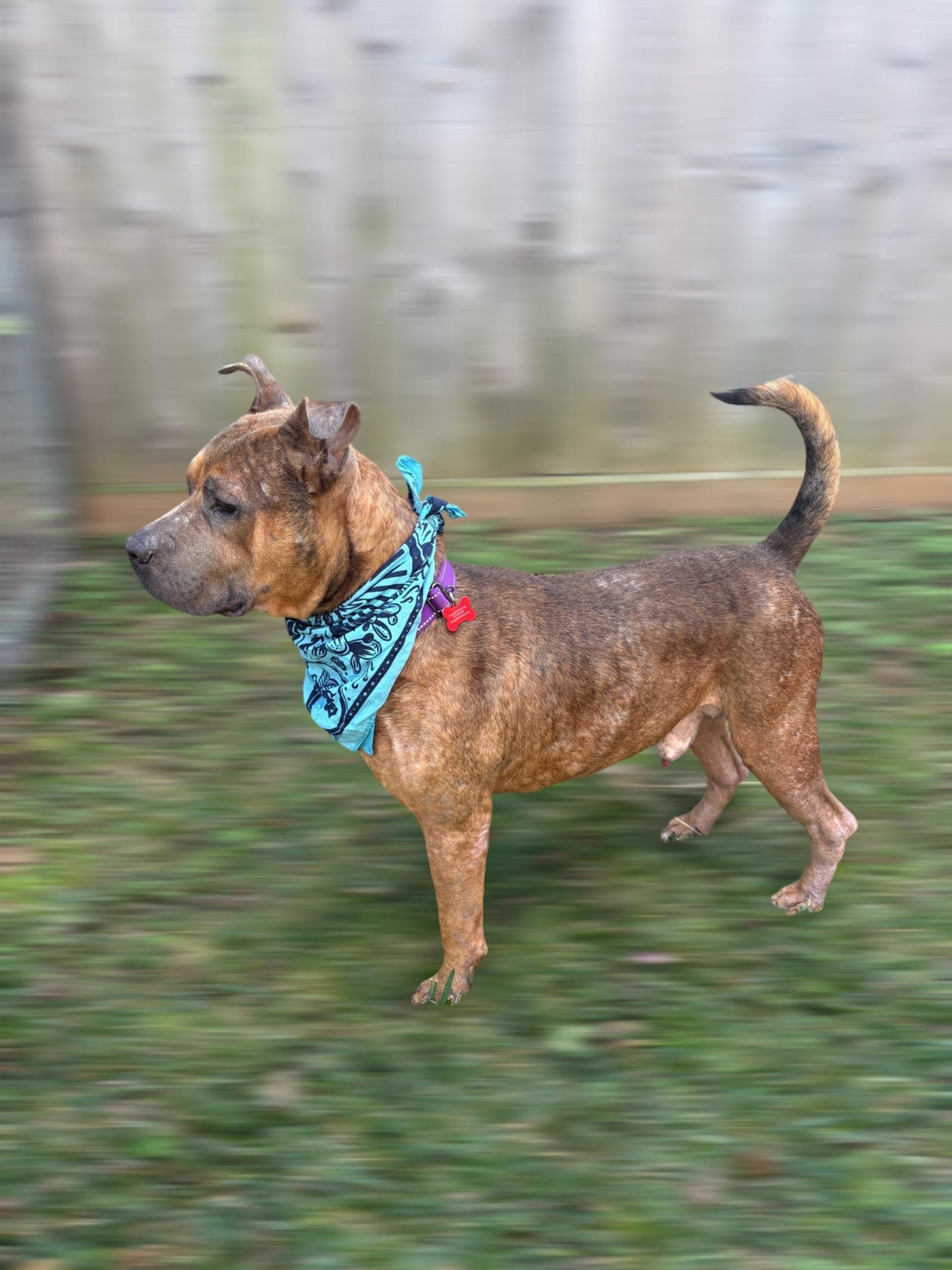 Enlarge Alfie, an adopted mixed breed in Houston, TX image 3/6