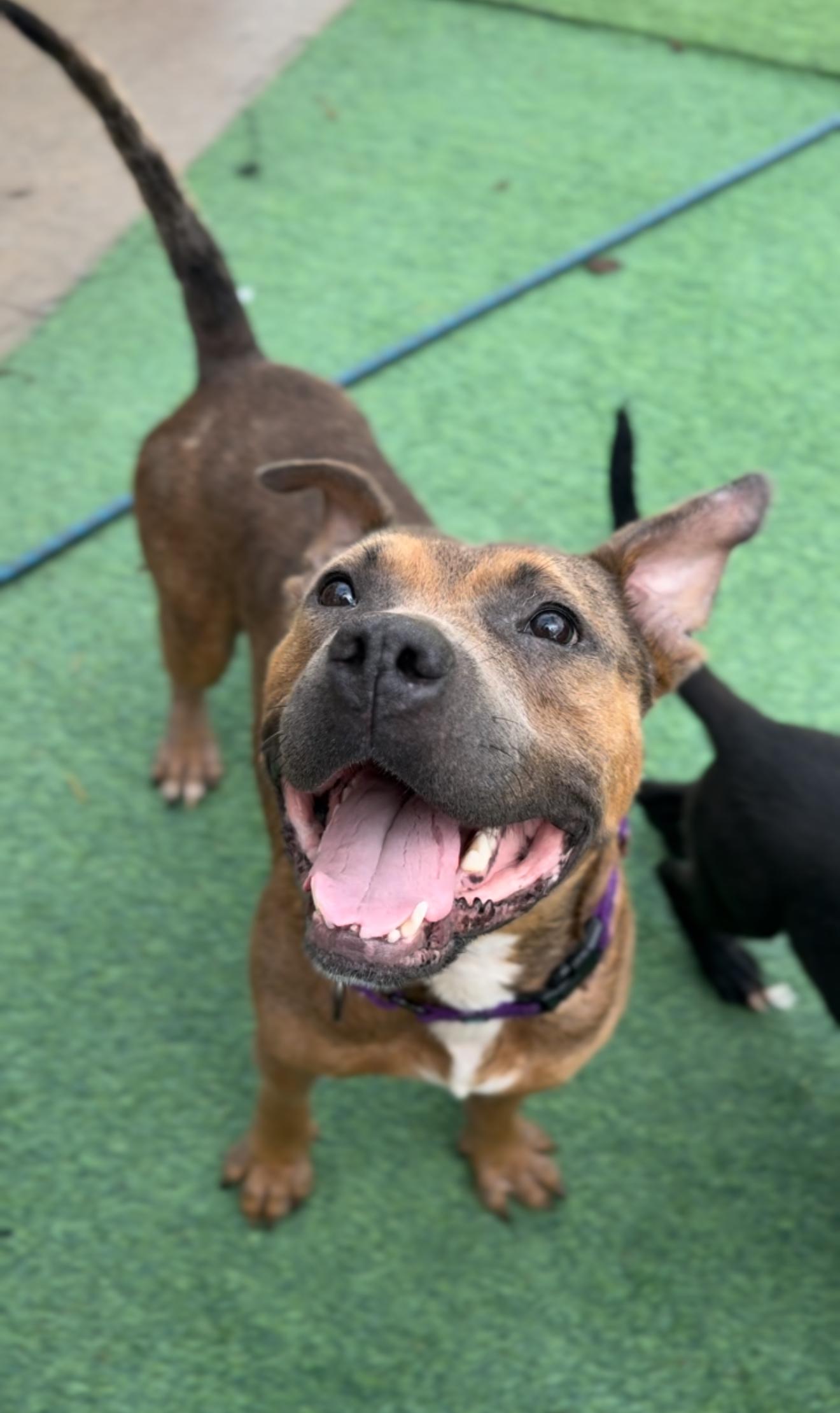 Enlarge Alfie, an adopted mixed breed in Houston, TX image 5/6