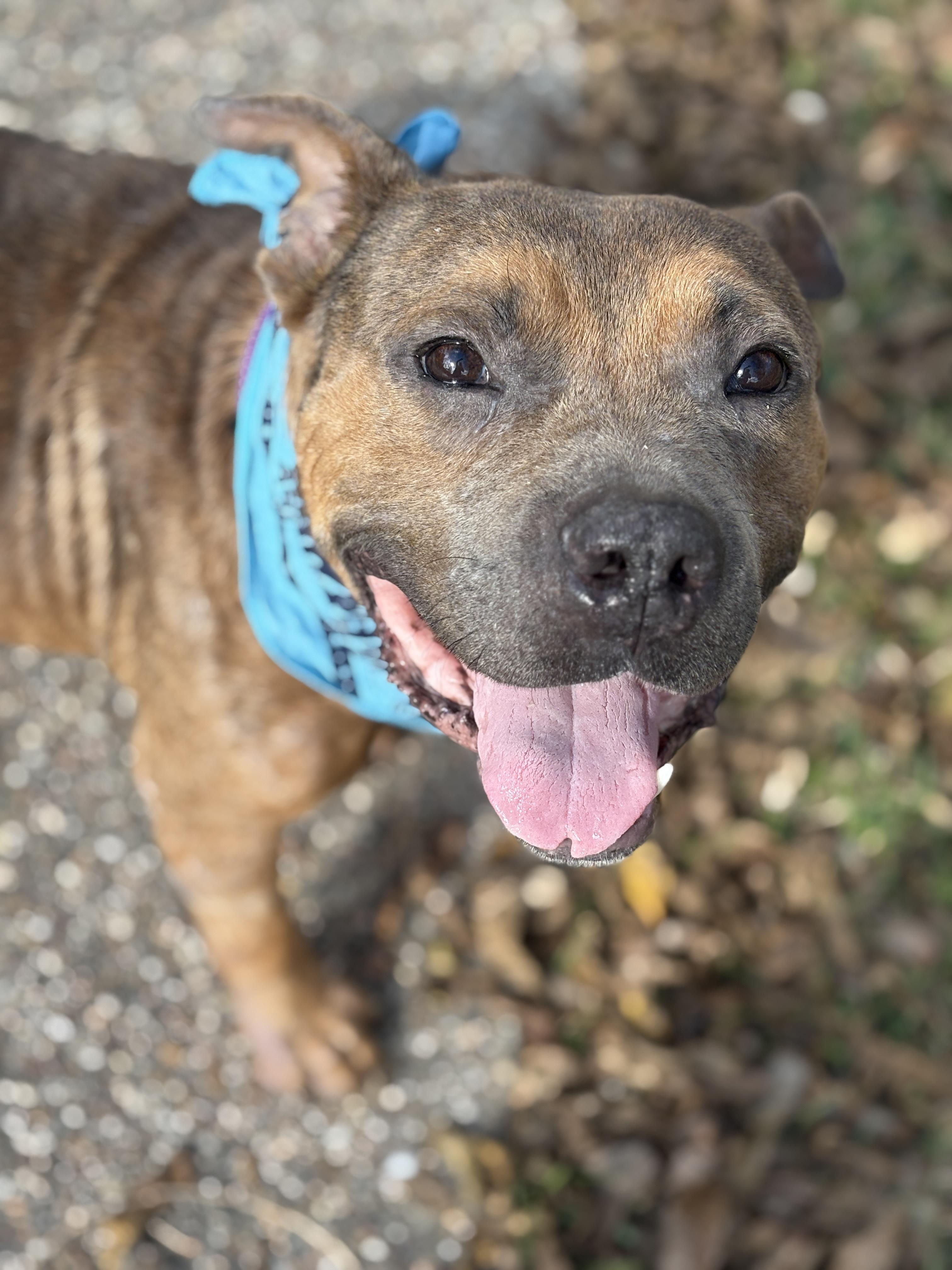 Enlarge Alfie, an adopted mixed breed in Houston, TX image 2/6