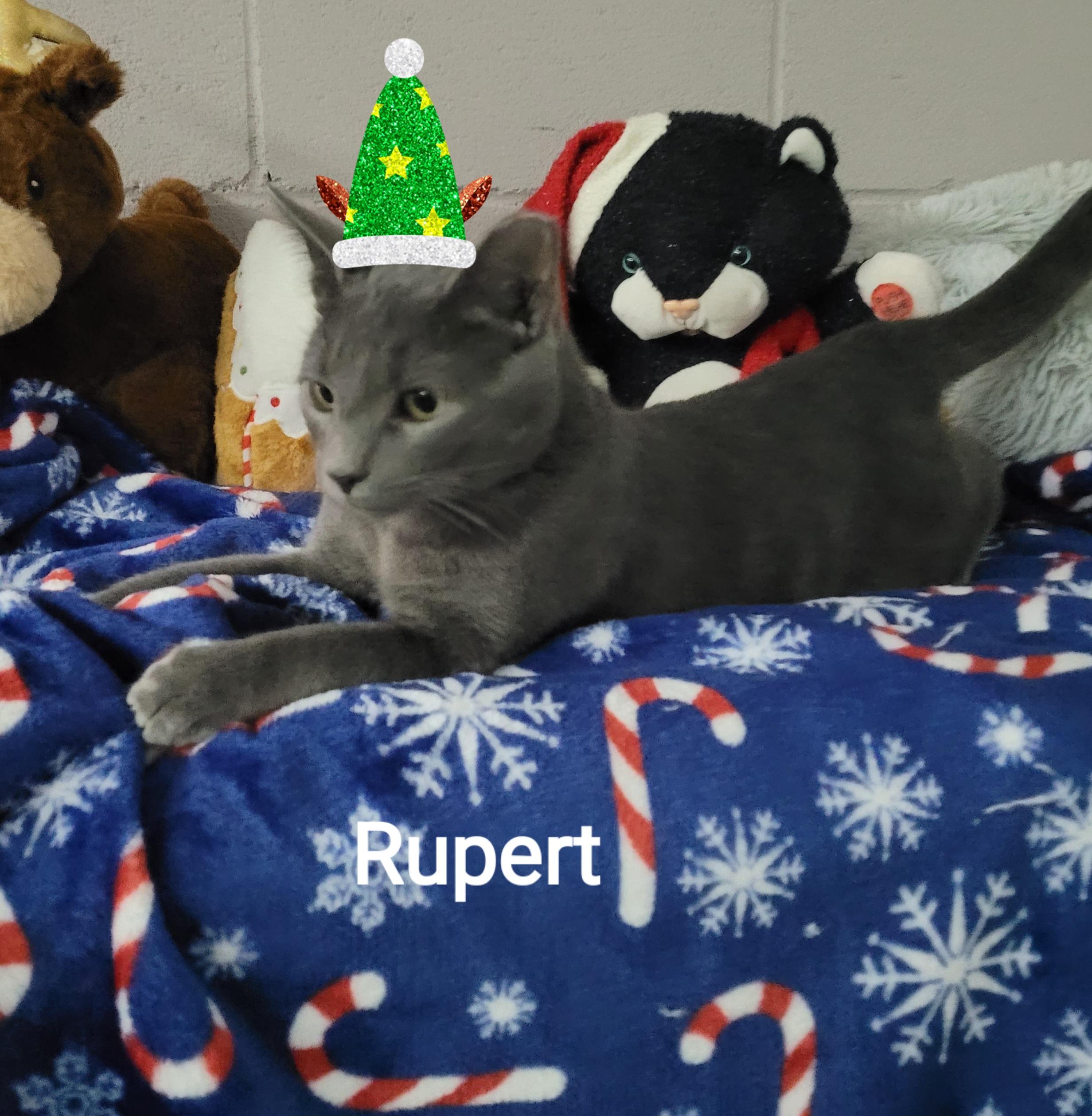Enlarge Rupert, a ADOPTABLE American Shorthair in Mount Pleasant, SC image 2/2