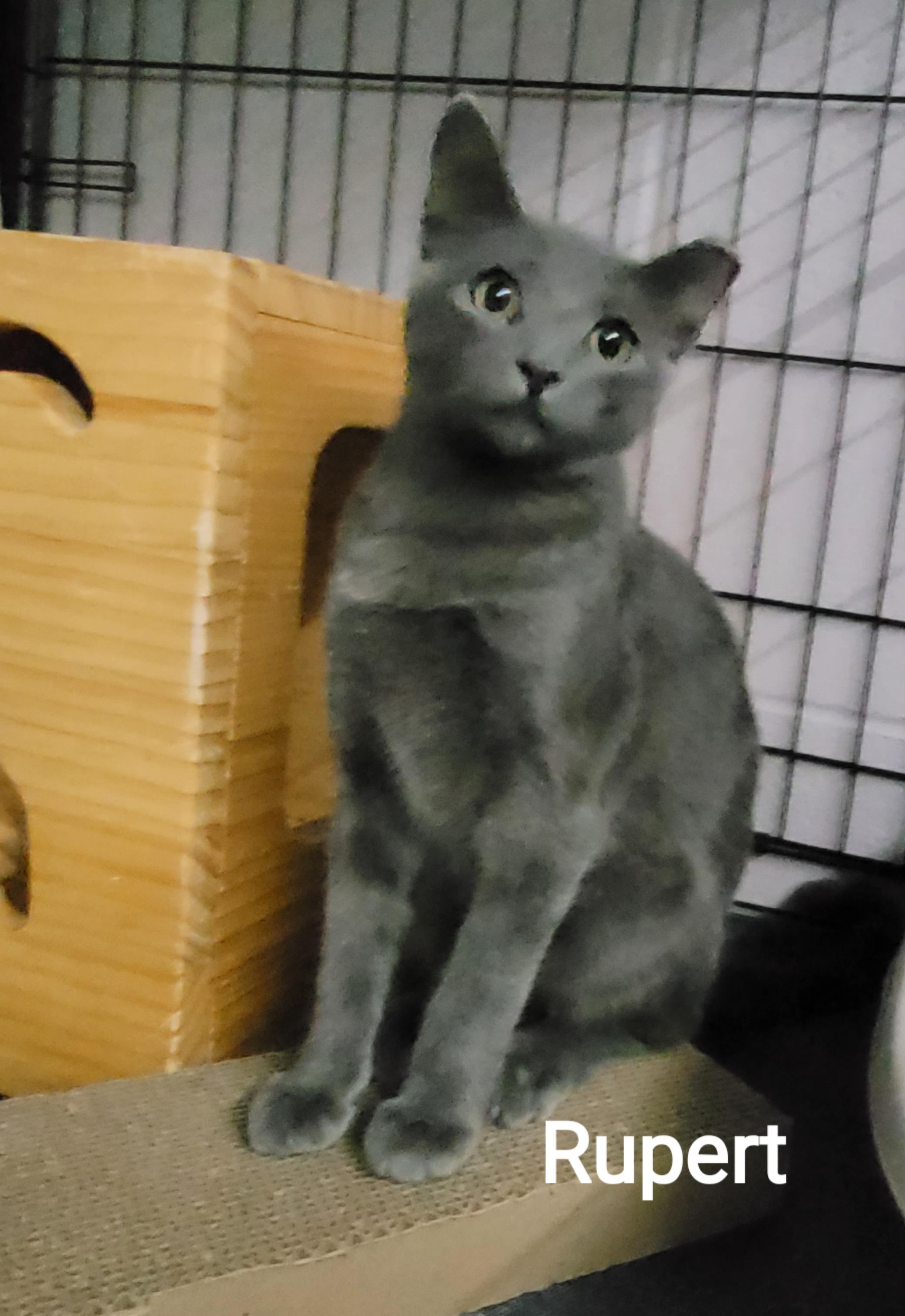 Enlarge Rupert, a ADOPTABLE American Shorthair in Mount Pleasant, SC image 1/2