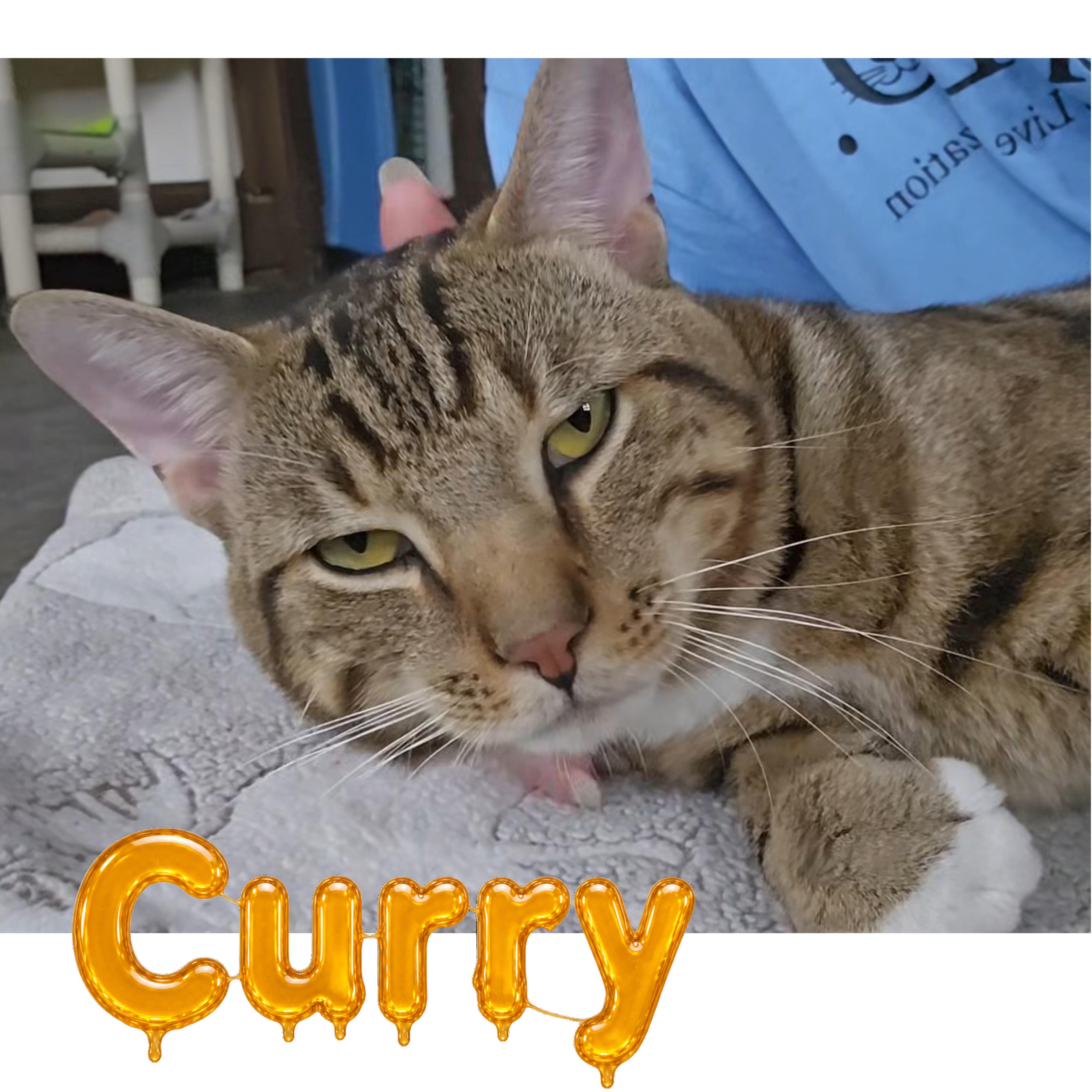 Enlarge Curry, a Adopted Domestic Short Hair in Little Falls, NY image 1/1