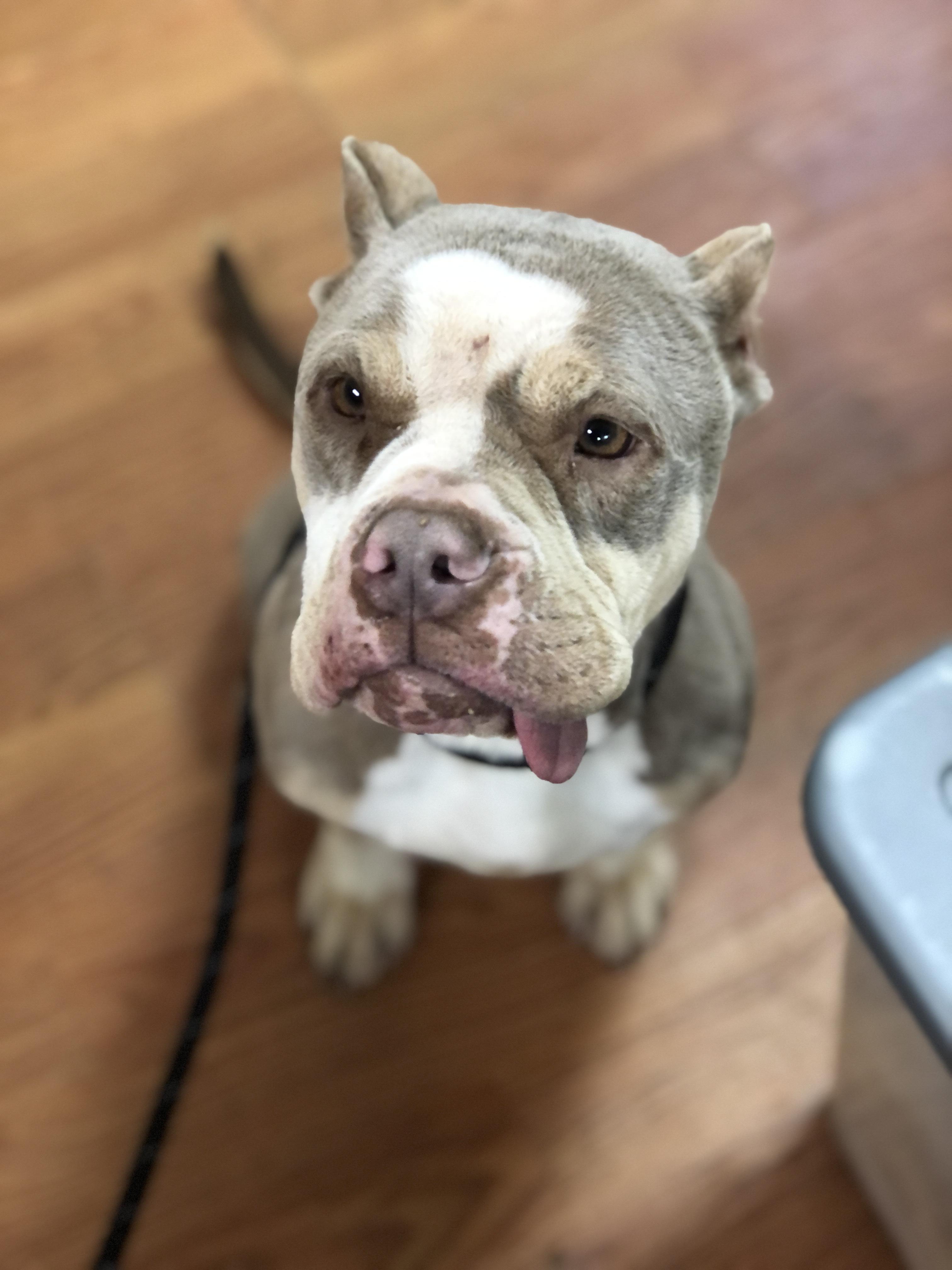 Lula (in foster), adopted, Adult Female American Bully.