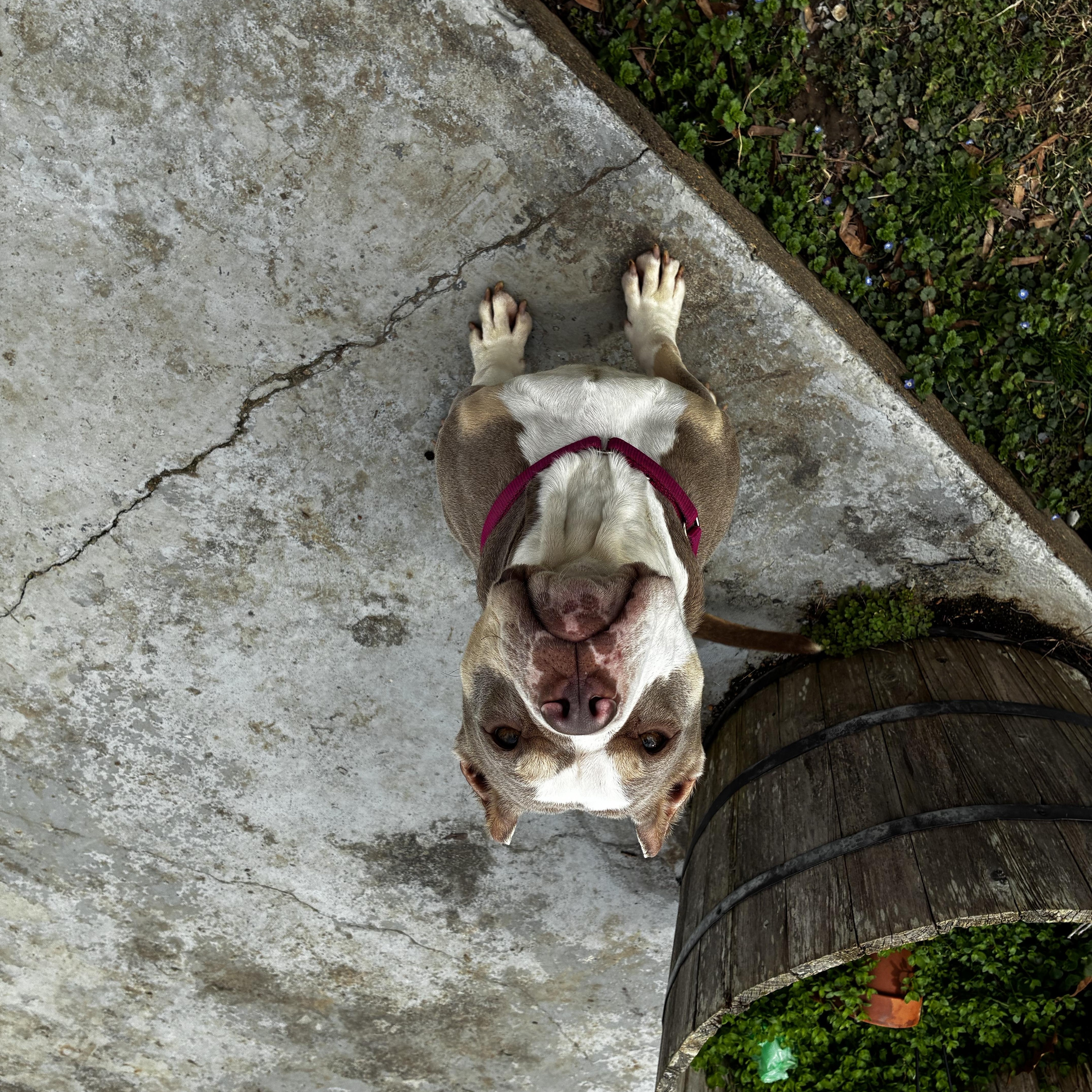 Enlarge Lula (in foster), an adoptable mixed breed in Petersburg, VA image 6/6
