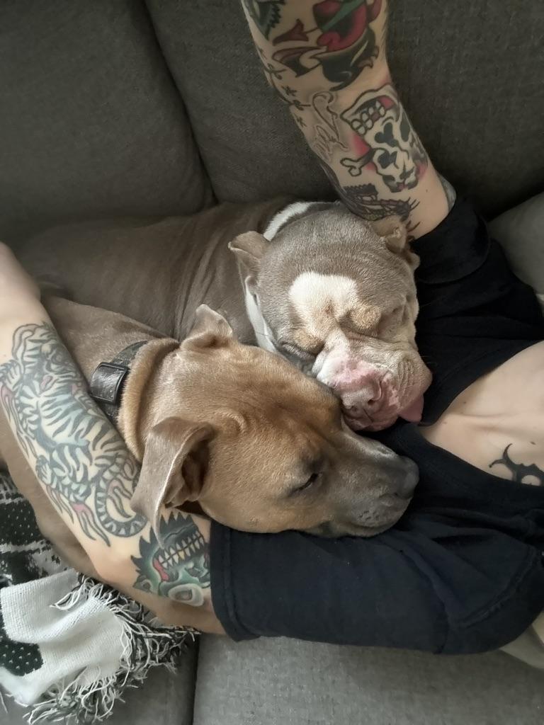 Enlarge Lula (in foster), an adopted mixed breed in Petersburg, VA image 3/6