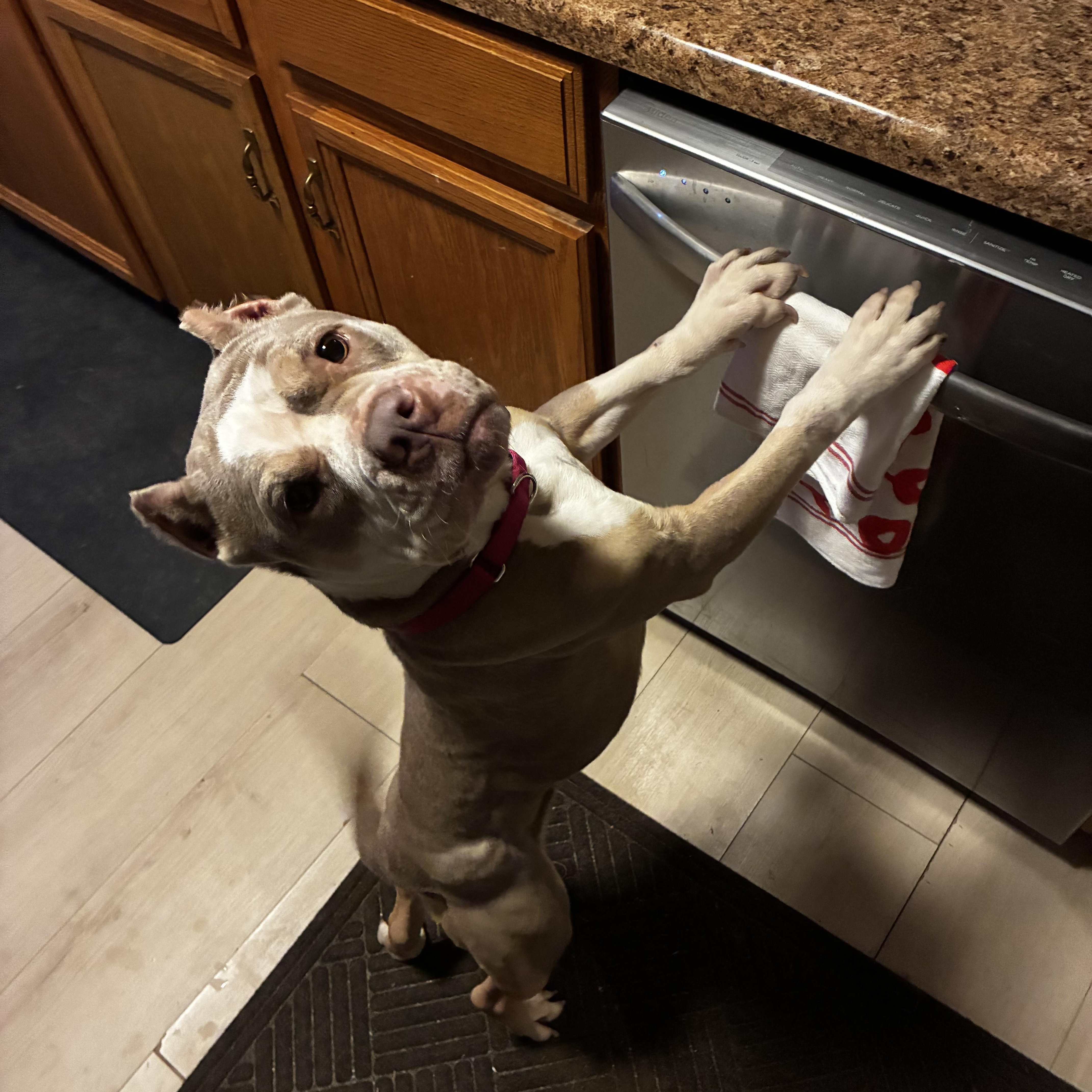 Enlarge Lula (in foster), an adoptable mixed breed in Petersburg, VA image 5/6