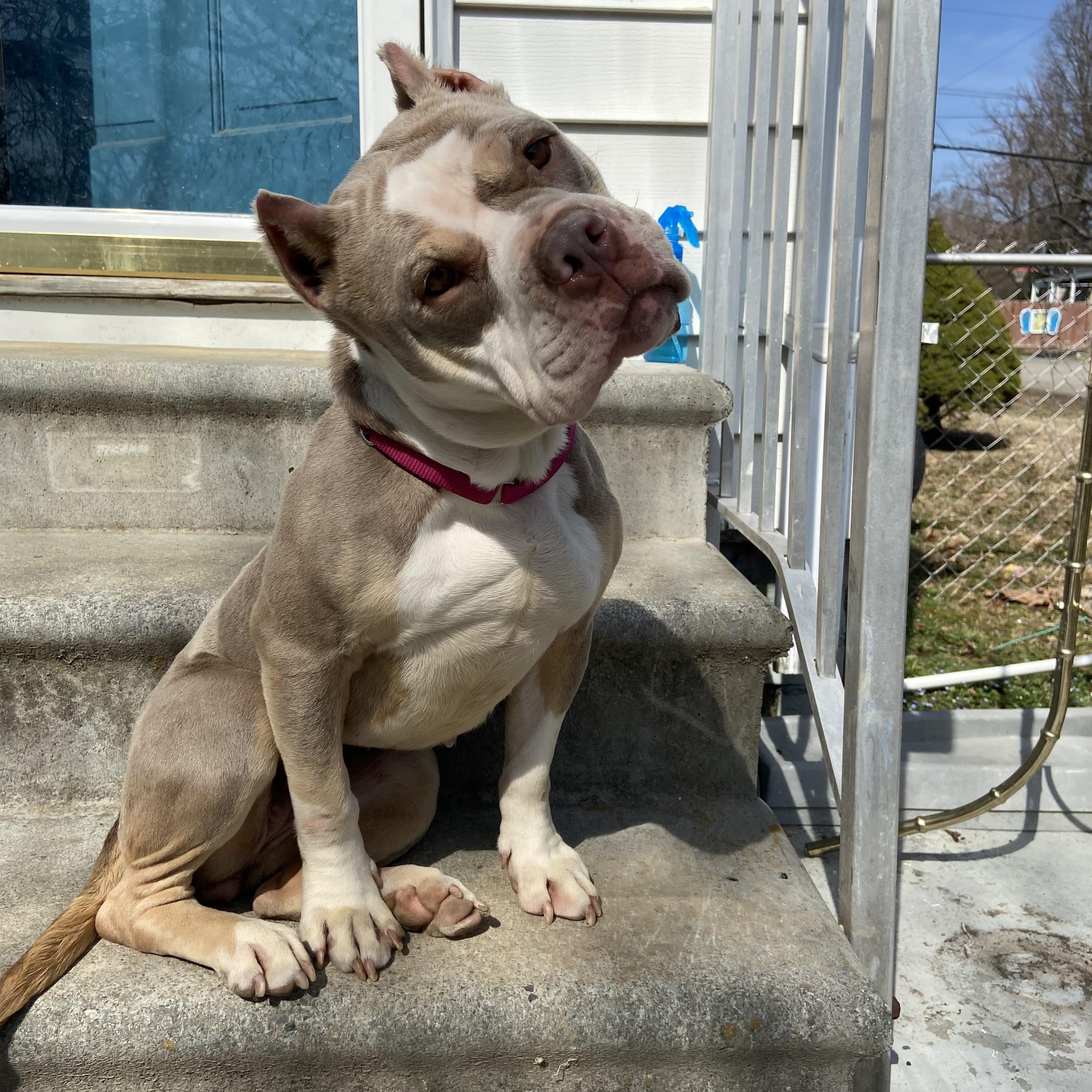 Enlarge Lula (in foster), an adoptable mixed breed in Petersburg, VA image 1/6