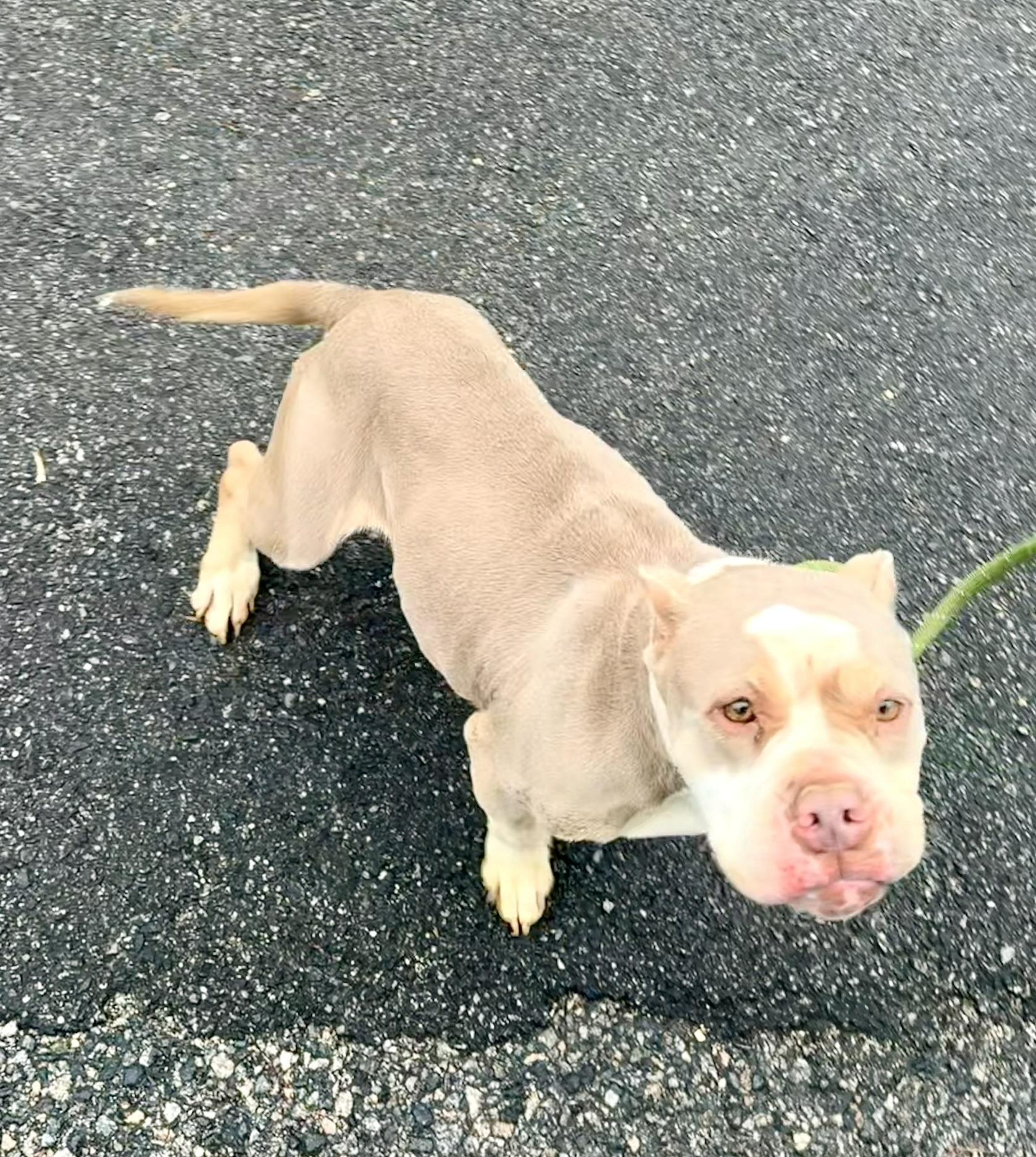 Enlarge Lula (in foster), an adopted mixed breed in Petersburg, VA image 5/6