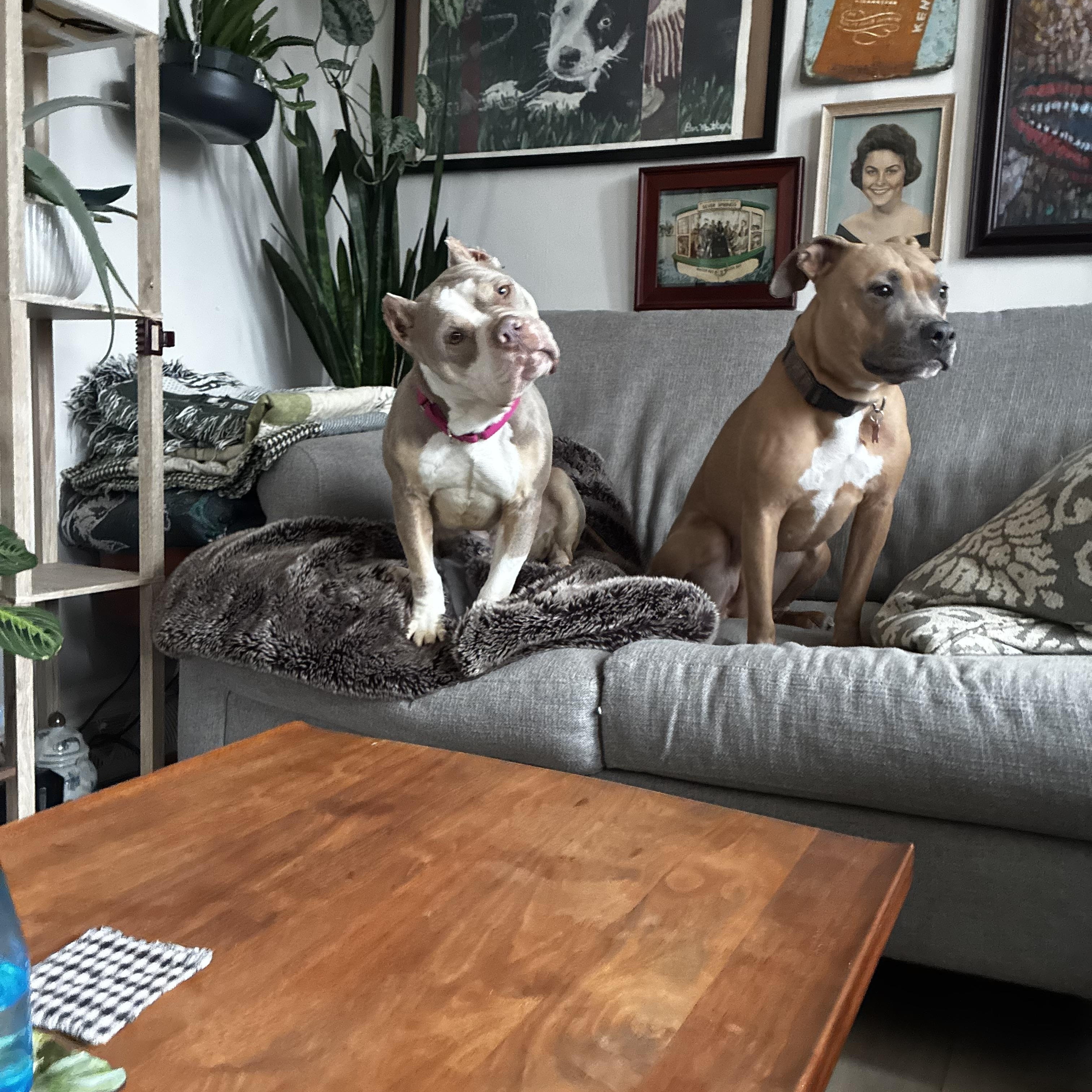 Enlarge Lula (in foster), an adoptable mixed breed in Petersburg, VA image 4/6