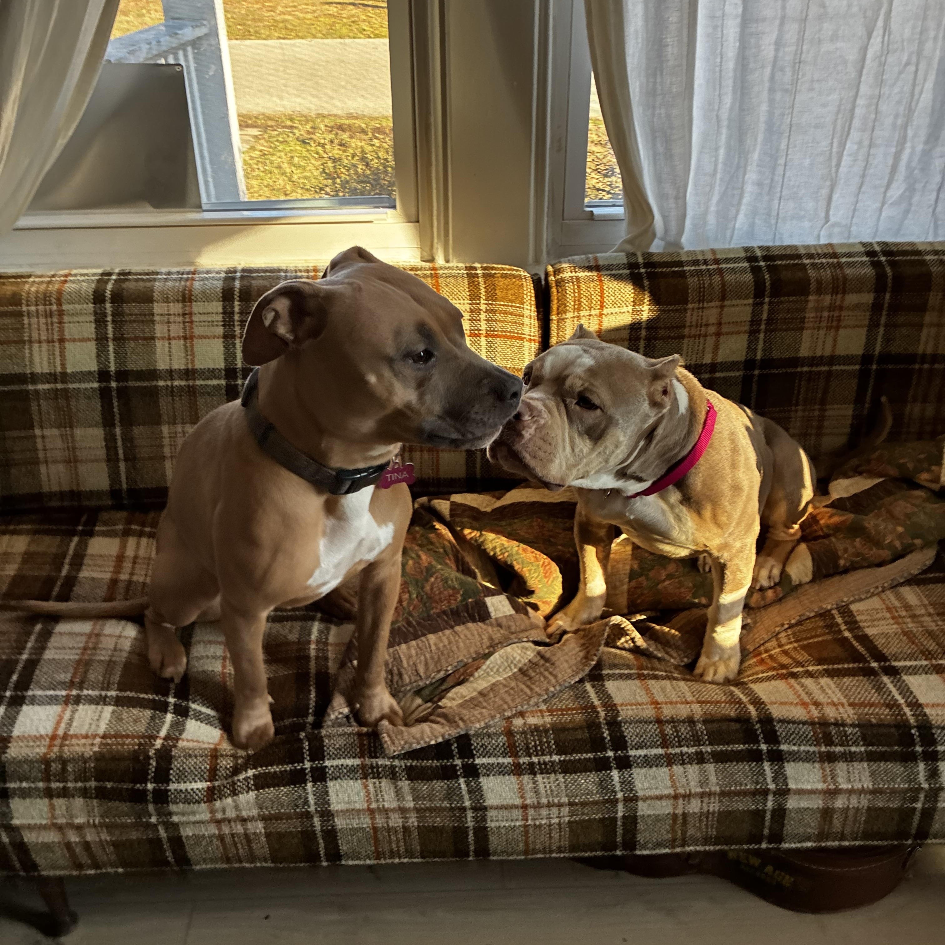 Enlarge Lula (in foster), an adoptable mixed breed in Petersburg, VA image 2/6