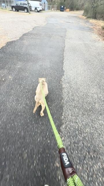 Enlarge Lula (in foster), an adopted mixed breed in Petersburg, VA image 6/6