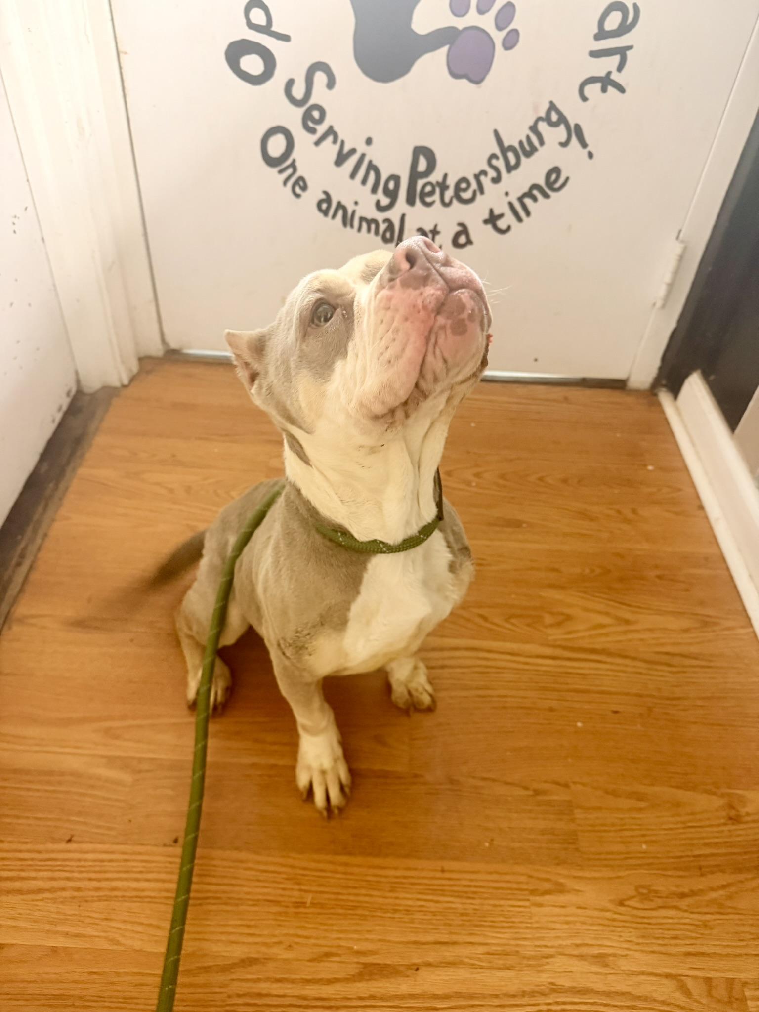 Enlarge Lula (in foster), an adopted mixed breed in Petersburg, VA image 4/6