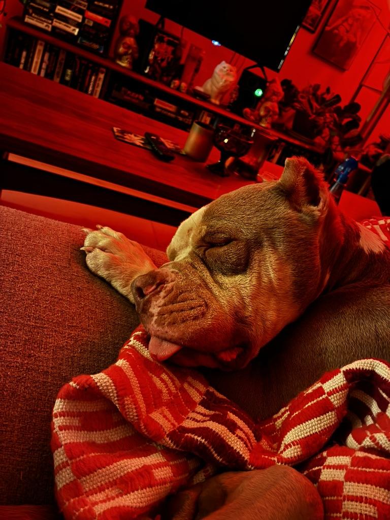 Enlarge Lula (in foster), an adopted mixed breed in Petersburg, VA image 2/6