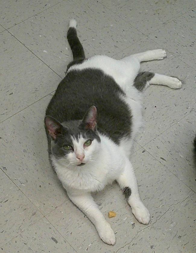Enlarge SNAGGLE TOOTH, a ADOPTABLE Domestic Short Hair in Pegram, TN image 1/1