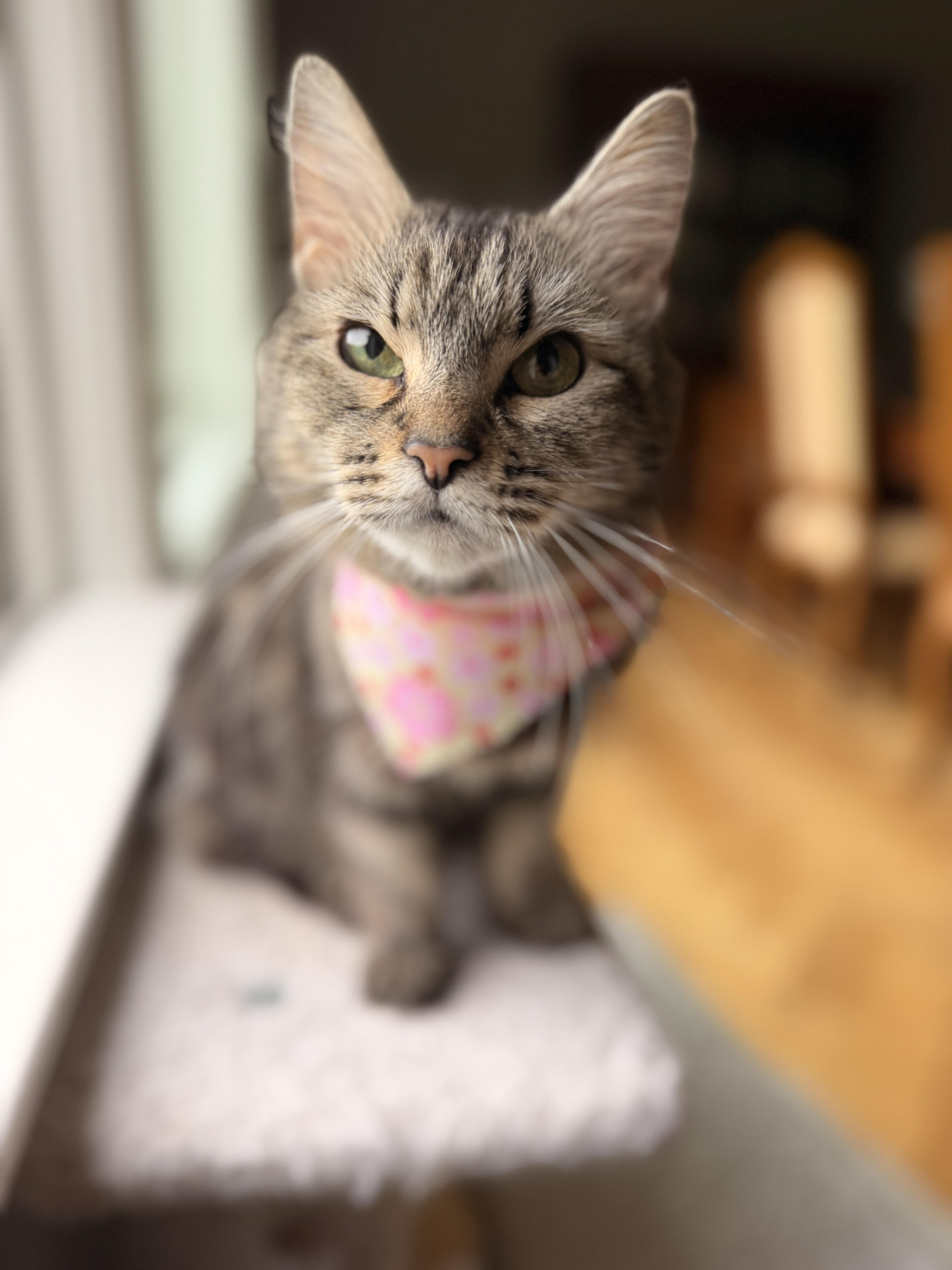 Missy, a ADOPTABLE Domestic Long Hair in Thornwood, NY image 5/6